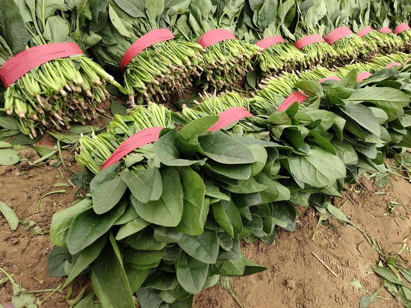 山东菠菜，精品货源，30-25公分，保质保量，货发全国