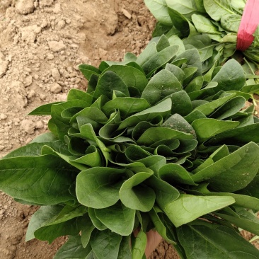 大叶菠菜，做工精细26-29公分通货，欢迎客商考察