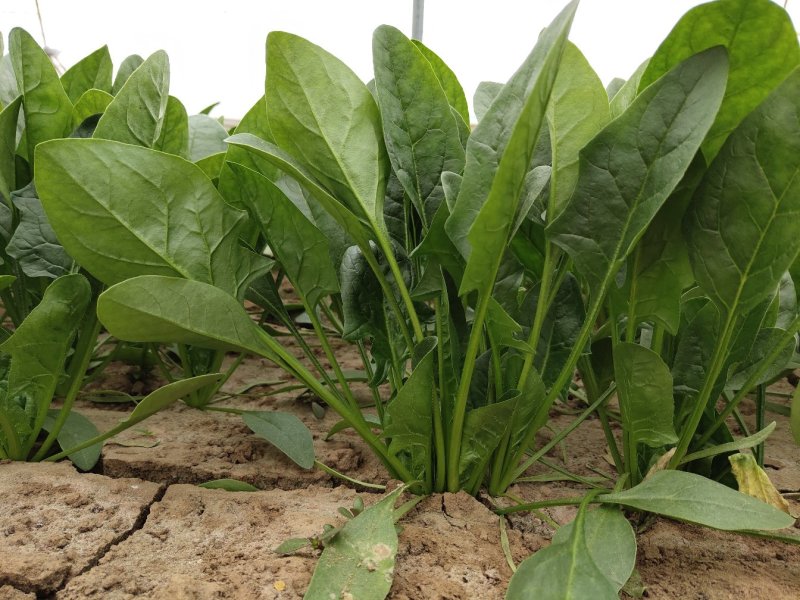 大叶菠菜，做工精细26-29公分通货，欢迎客商考察