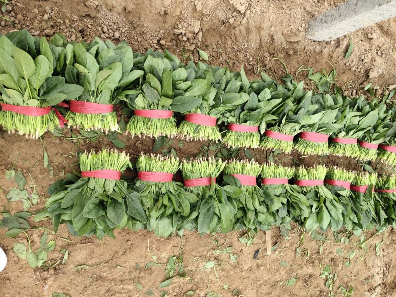 大叶菠菜，做工精细26-29公分通货，欢迎客商考察