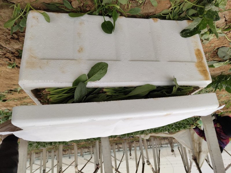 精品菠菜18-25厘米，人工专业，手工仔细