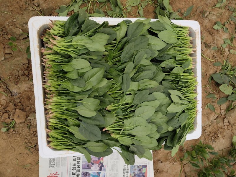 精品菠菜18-25厘米，人工专业，手工仔细