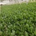 精品菠菜18-25厘米，人工专业，手工仔细