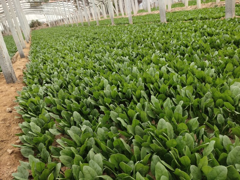 精品菠菜18-25厘米，人工专业，手工仔细