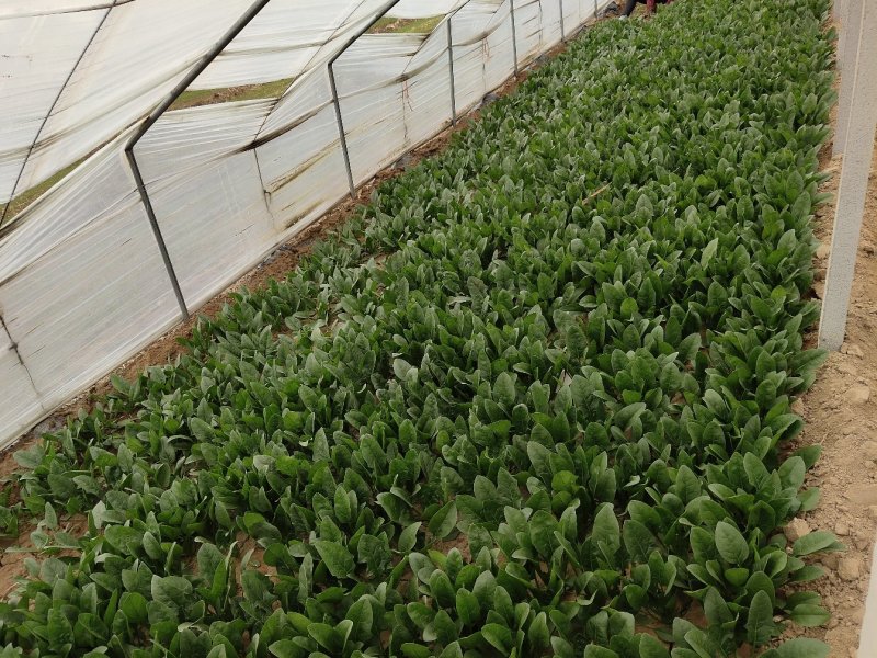 优质大叶菠菜29-25公分，代办服务让您简单又快捷