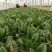 优质大叶菠菜29-25公分，代办服务让您简单又快捷