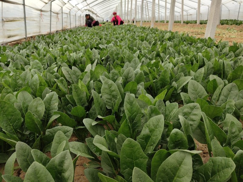 优质大叶菠菜29-25公分，代办服务让您简单又快捷