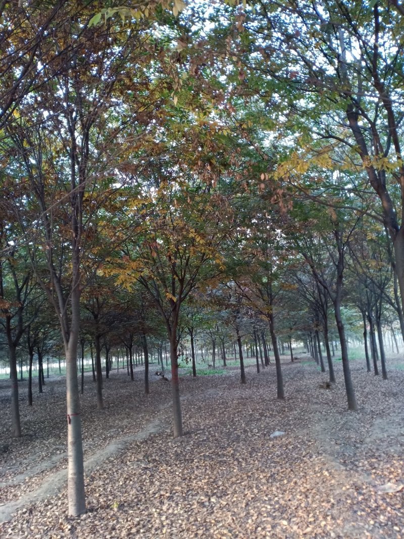 北方红榉10-18公分