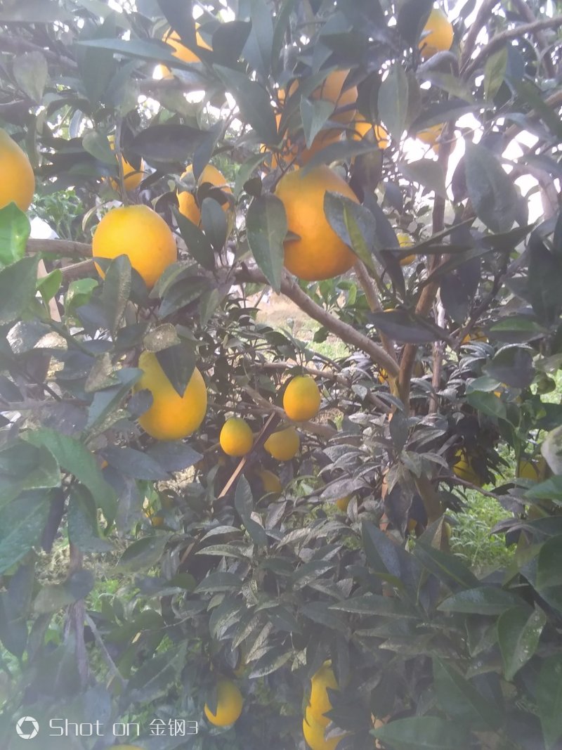 长虹，果大，汁多味甜！