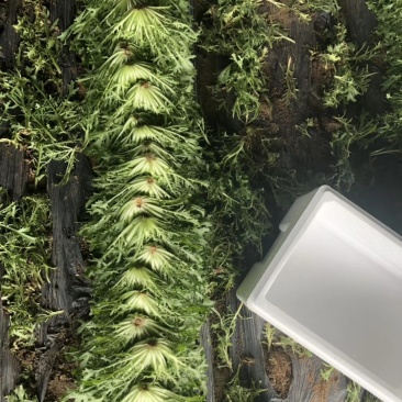 精品苦菊