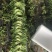 精品苦菊