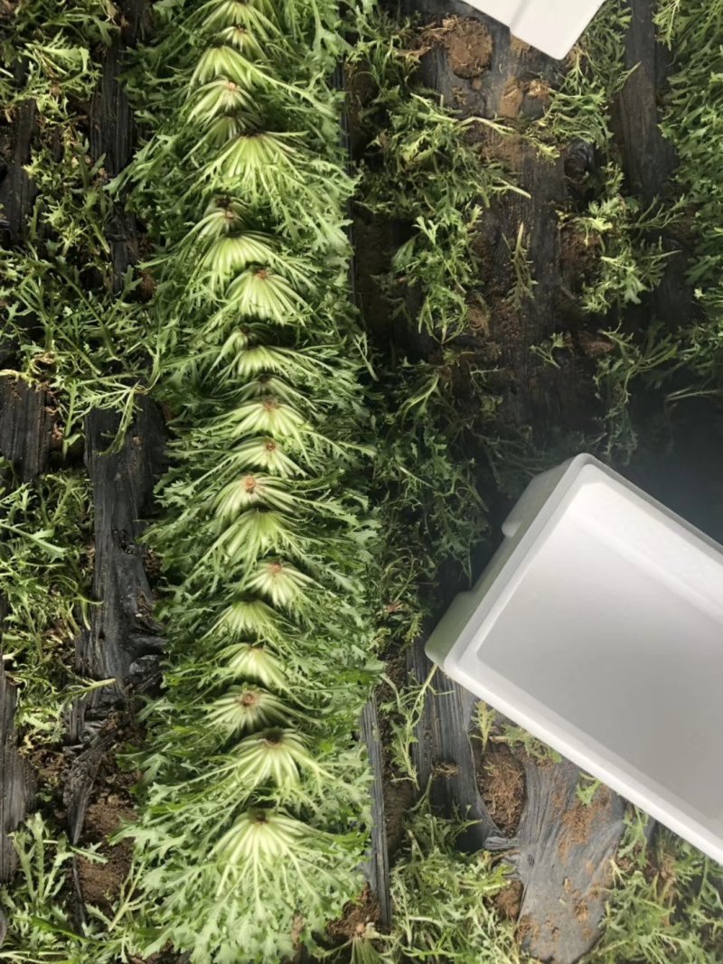精品苦菊