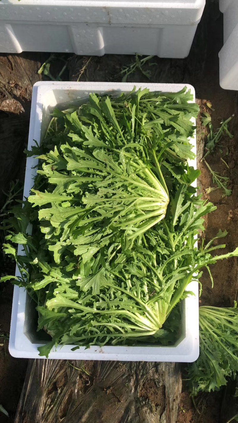精品苦菊