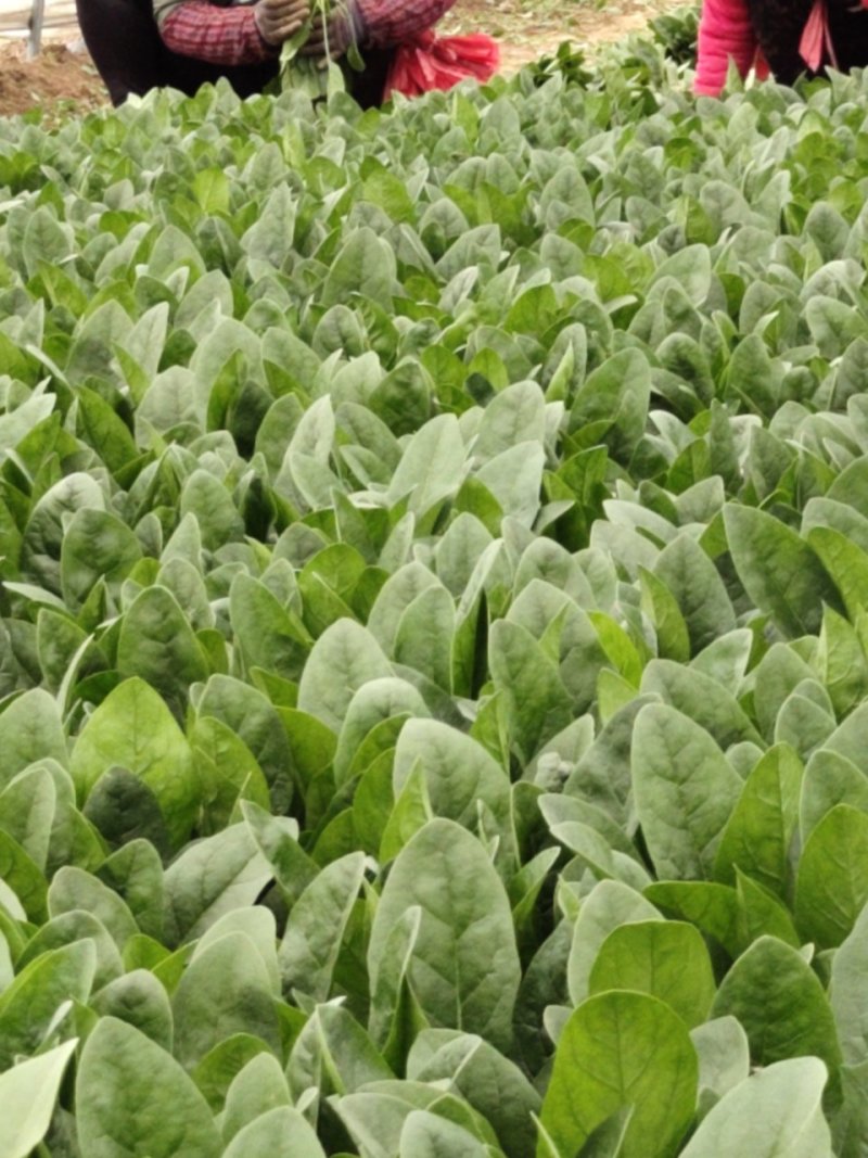 优质大菠菜25-27公分，做工仔细，新鲜直达！