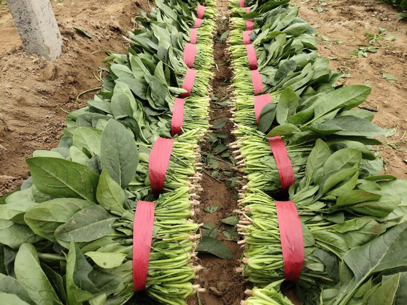 优质大菠菜25-27公分，做工仔细，新鲜直达！