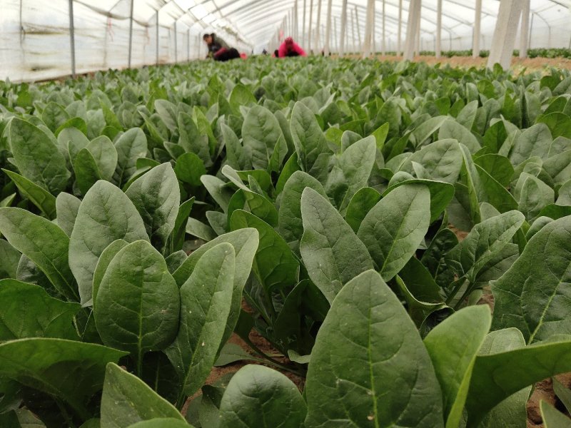 万亩菠菜26-30公分，实力代收请放心选择量大从优