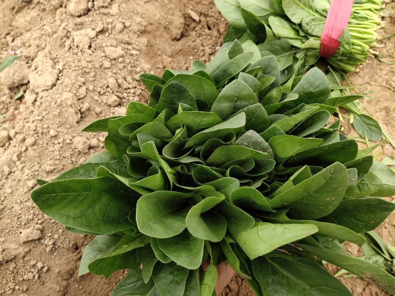 当地菠菜23-27公分，吃新鲜健康蔬菜，让您放心