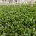 当地菠菜23-27公分，吃新鲜健康蔬菜，让您放心