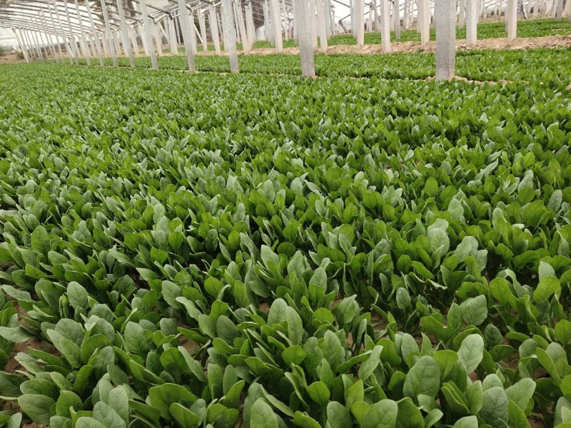 当地菠菜23-27公分，吃新鲜健康蔬菜，让您放心