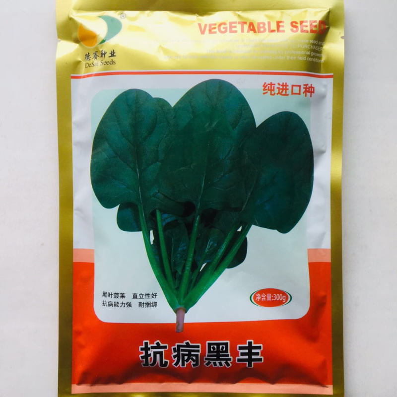 抗病黑丰菠菜种子丹麦纯进口种子半圆叶黑绿叶肥厚抗病