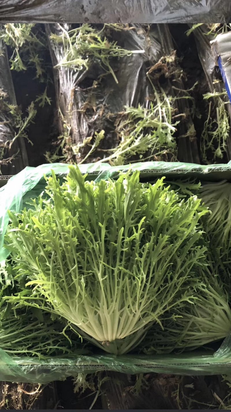 精品苦苣