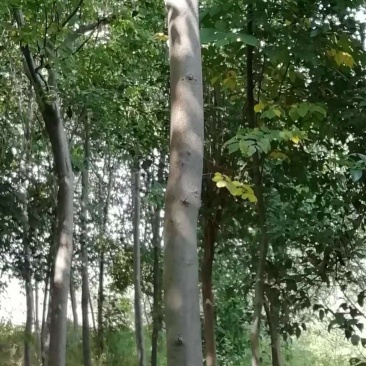 栾树，女贞