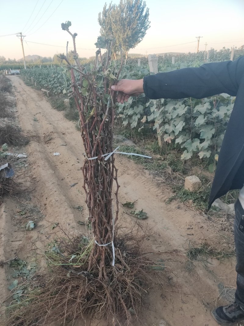 葡萄树，占地葡萄嫁接建院葡萄树树，品种多价格美丽