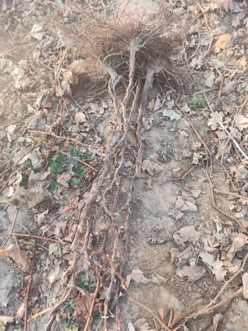 葡萄树，占地葡萄嫁接建院葡萄树树，品种多价格美丽