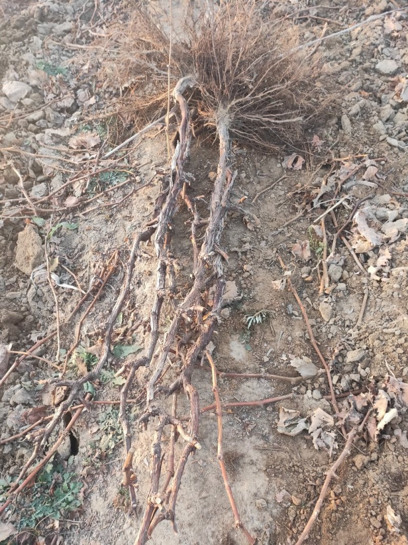 葡萄树，占地葡萄嫁接建院葡萄树树，品种多价格美丽