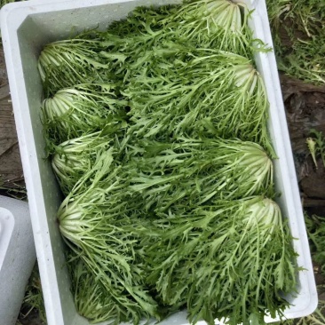 精品苦苣