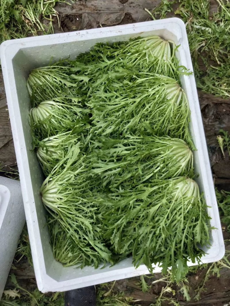 精品苦苣
