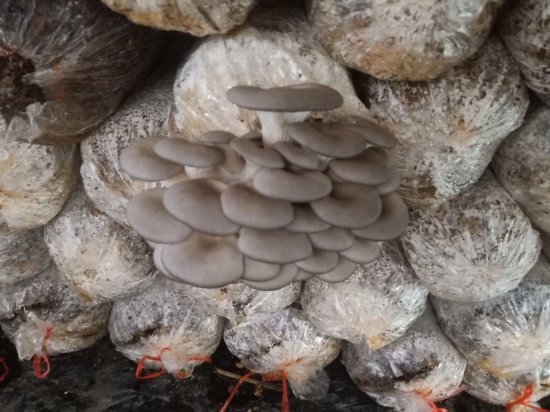 黑平菇厚3~5cm黑色质优价廉，是你不二之选