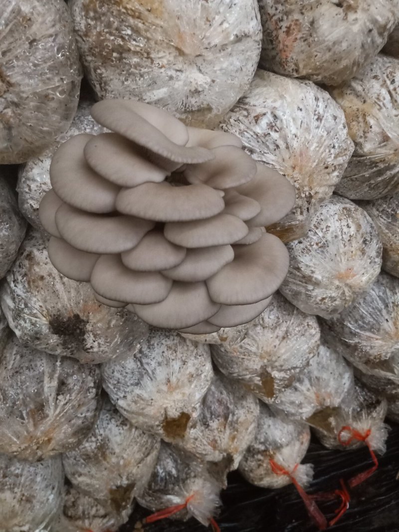 黑平菇厚3~5cm黑色质优价廉，是你不二之选