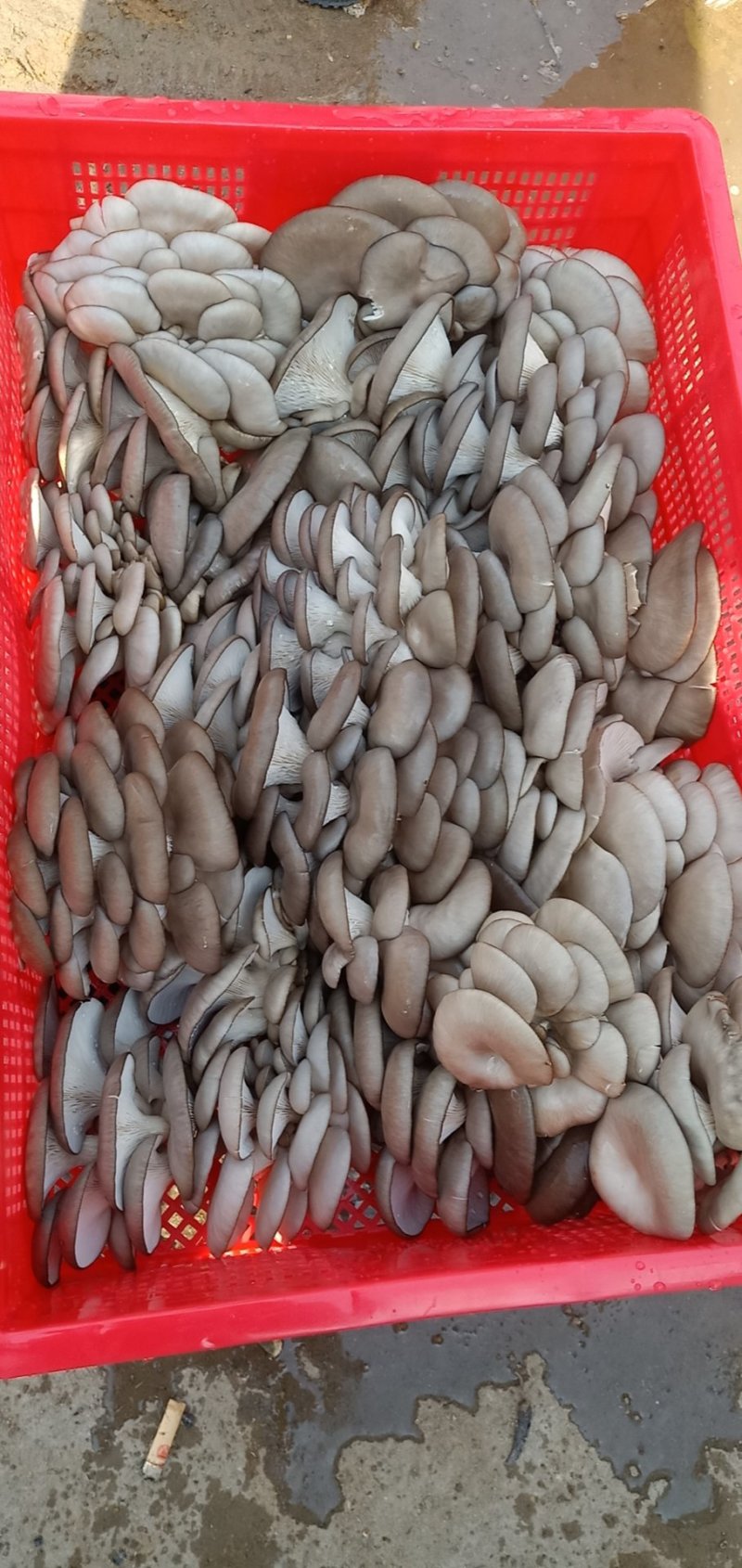 黑平菇厚3~5cm黑色质优价廉，是你不二之选