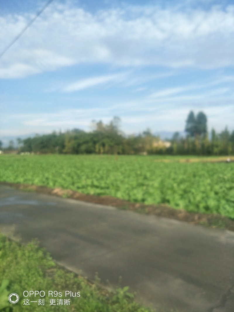 儿菜大量上市