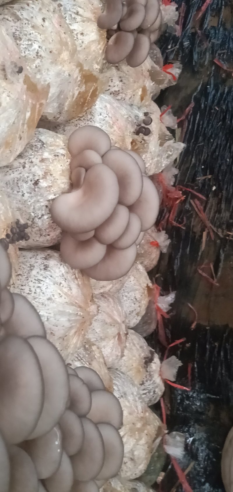 鲜平菇厚3~5cm黑色质优价廉，是你不二之选