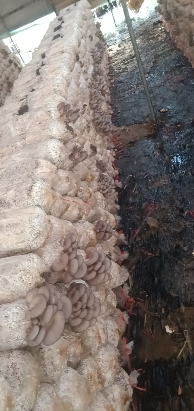 鲜平菇厚3~5cm黑色质优价廉，是你不二之选