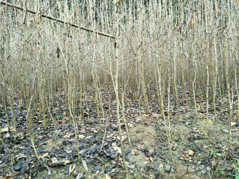 四川三台银杏树苗地径1—10公分