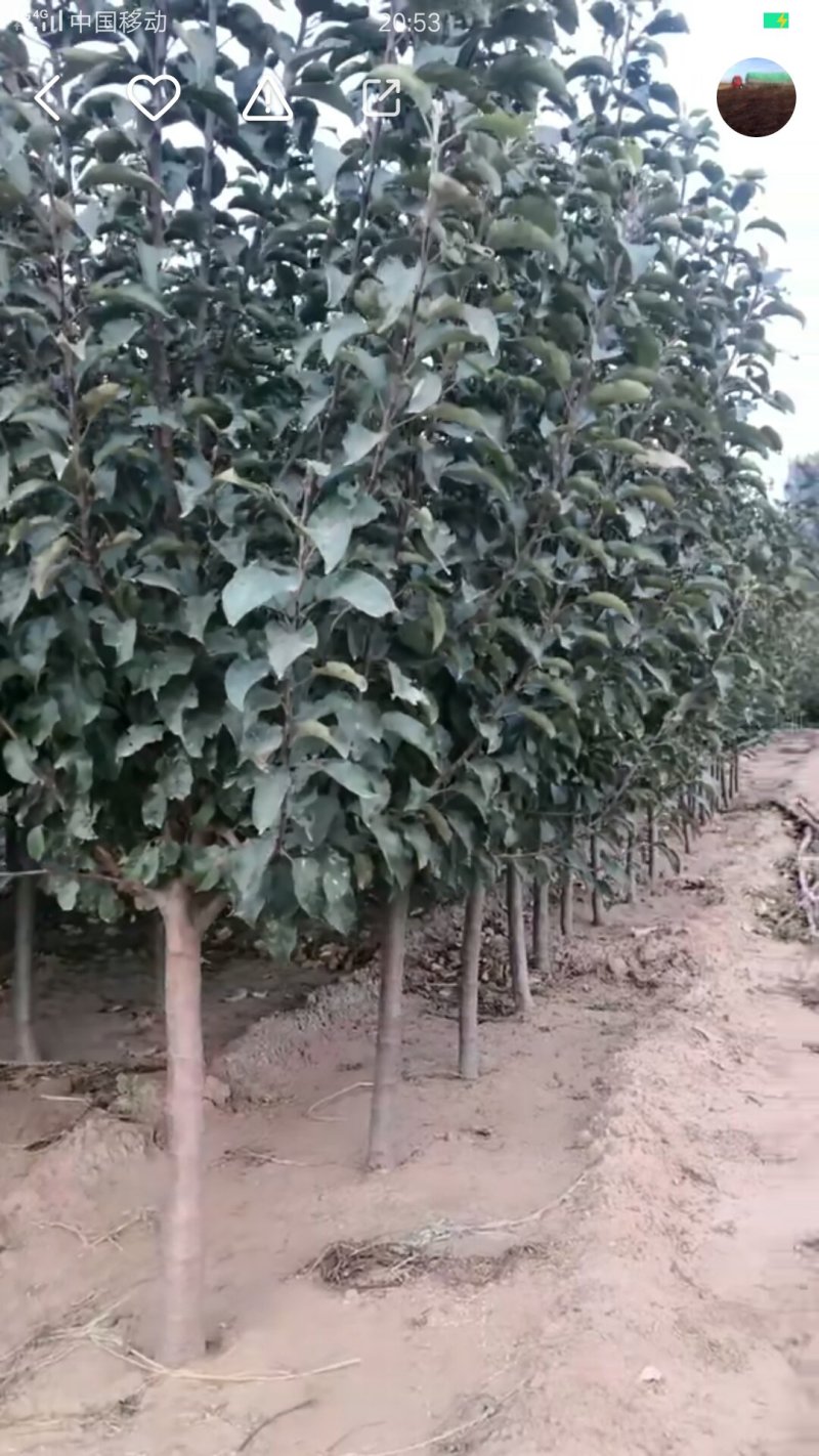 苹果树，苹果苗，红富士，寒富，黄金，国光，金红。