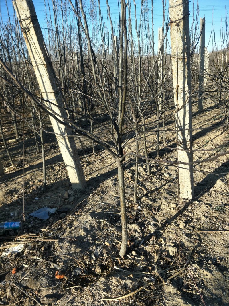 苹果树，苹果苗，红富士，寒富，黄金，国光，金红。