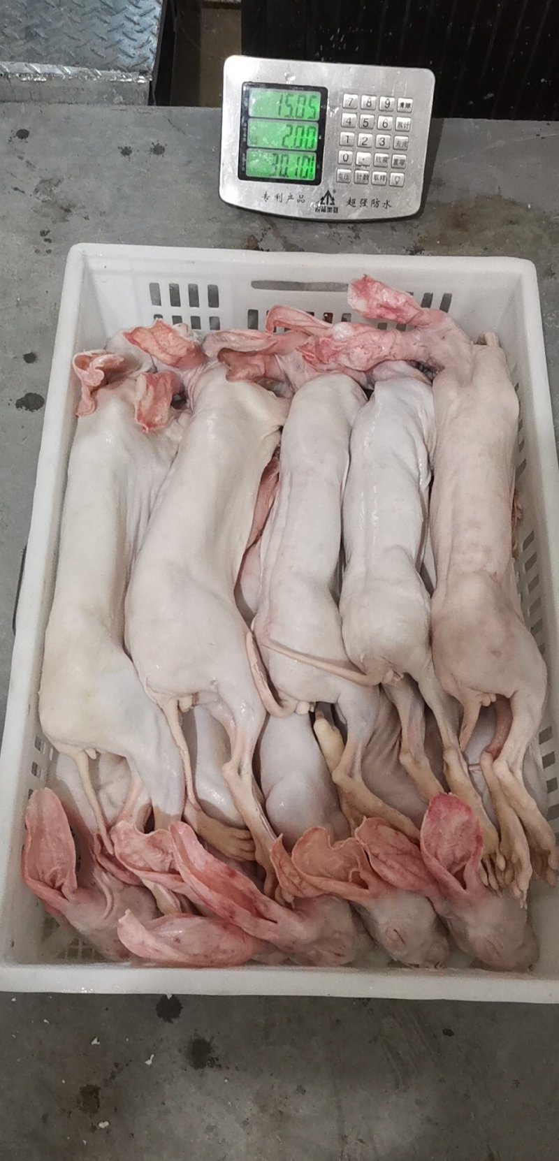 供应鲜新冰冻肉兔放血带皮带头去心肝肾肺兔肉