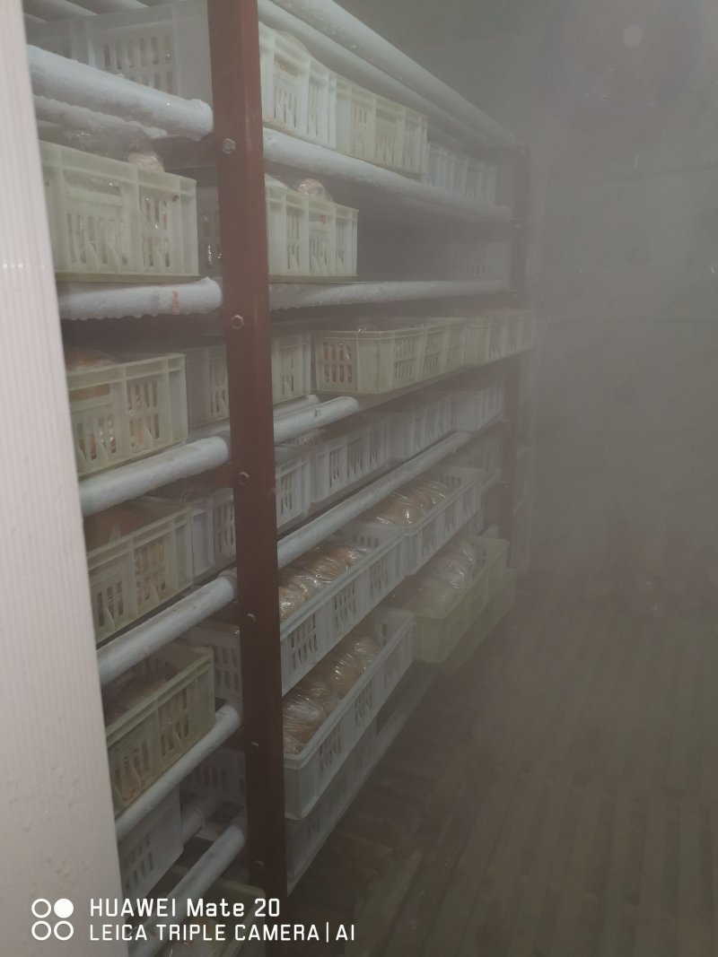 供应鲜新冰冻肉兔放血带皮带头去心肝肾肺兔肉