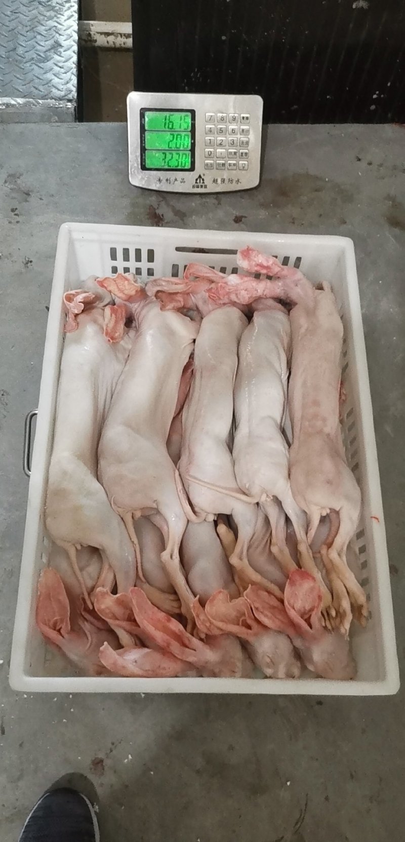 供应鲜新冰冻肉兔放血带皮带头去心肝肾肺兔肉