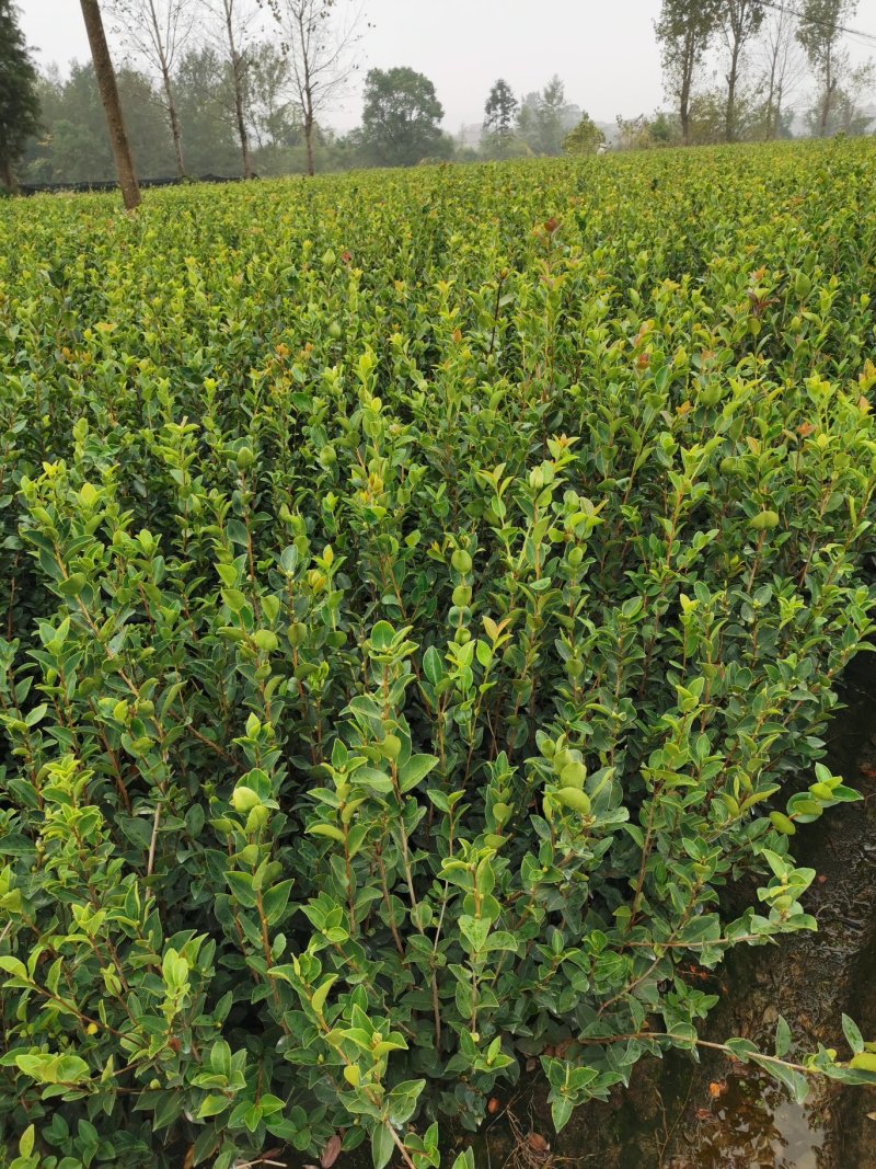 高产油茶苗嫁接薄皮存活高容黄土现挖现发