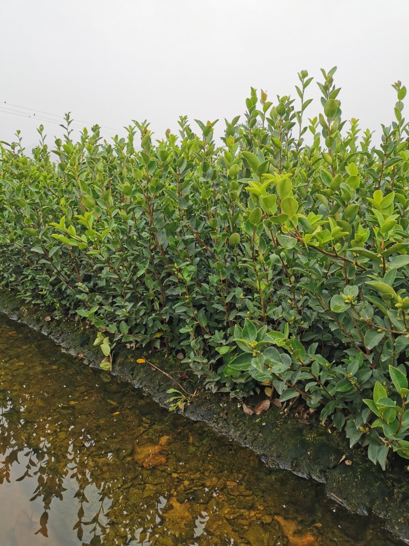 高产油茶苗嫁接薄皮存活高容黄土现挖现发