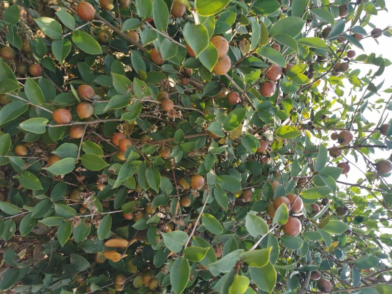 高产油茶苗嫁接薄皮存活高容黄土现挖现发