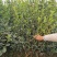 高产油茶苗嫁接薄皮存活高容黄土现挖现发