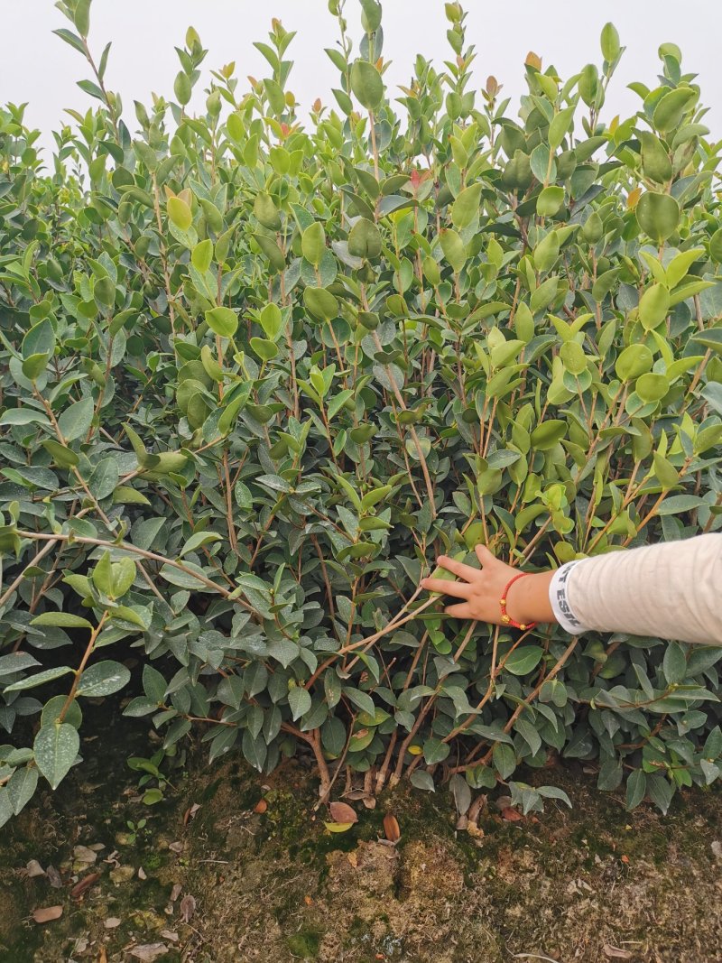 高产油茶苗嫁接薄皮存活高容黄土现挖现发