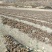 苍术苗，，，，1号楼，，，，，，，，，，，