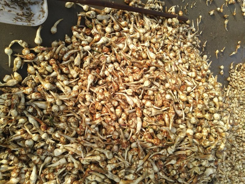 杭州白茨菇